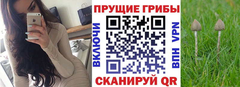 Псилоцибиновые грибы Cubensis  Сольцы 